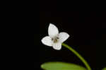 Bluntleaf bedstraw